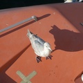 316-2460 Beggar Seagull in Victoria, BC